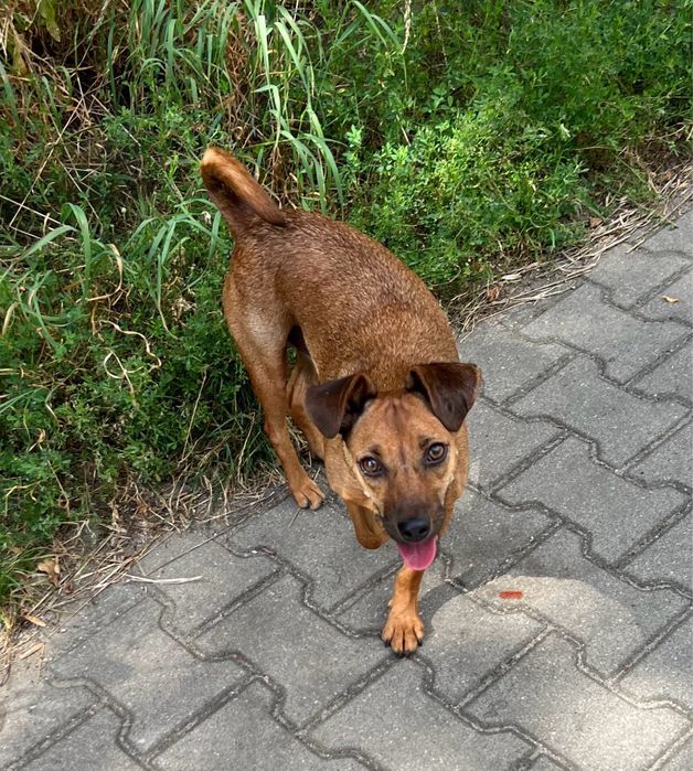 Kochana sunia Zumba szuka domku