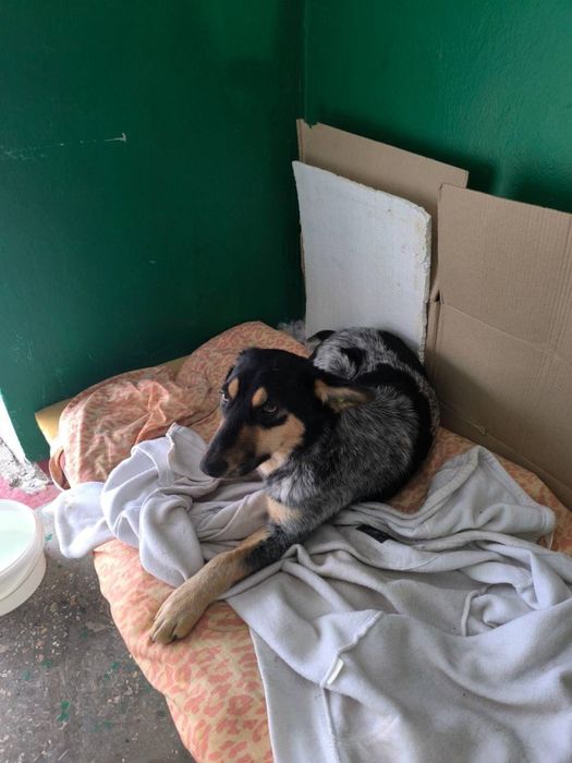 Шукає дім чудова дівчинка