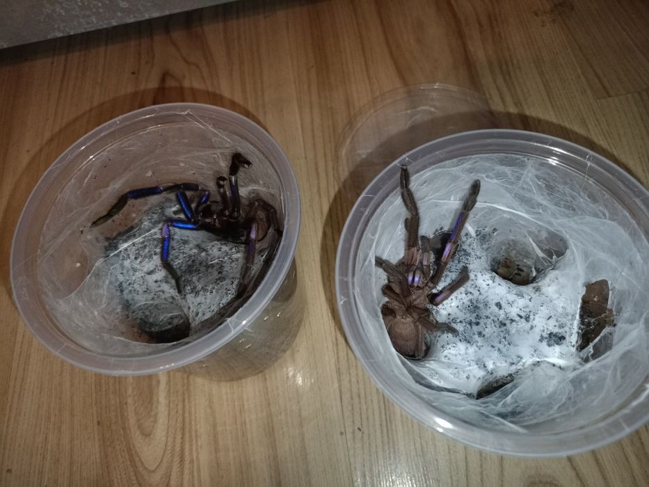 Chilobrachys natanicharum parki
