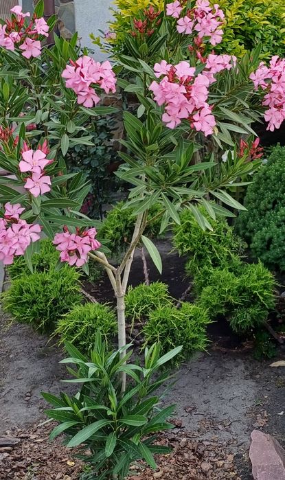 Олеандри  різних розмірів