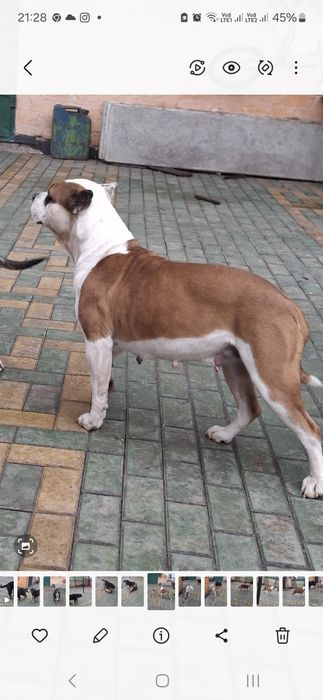 Две девочки Ам стаф. Свободны.