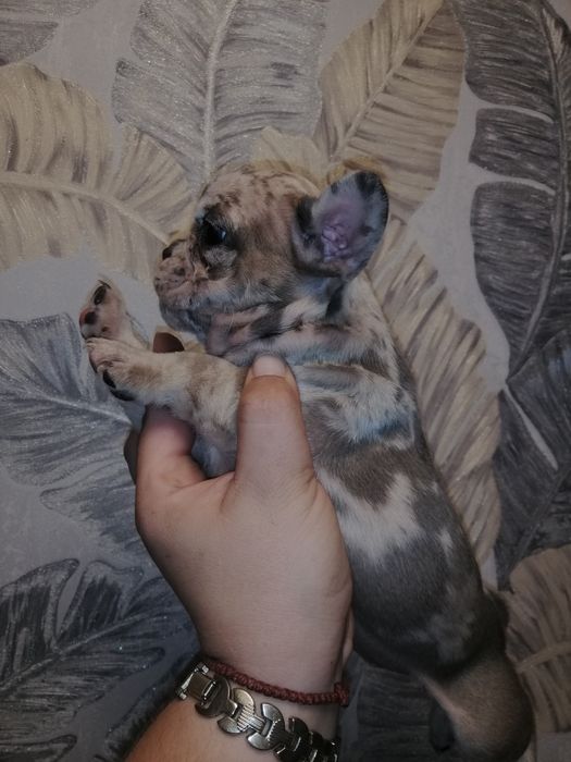 Французы дівчатка та хлопчики