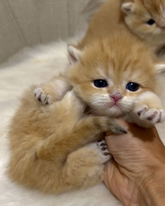 Британська золота шиншила хлопчик кошеня котик