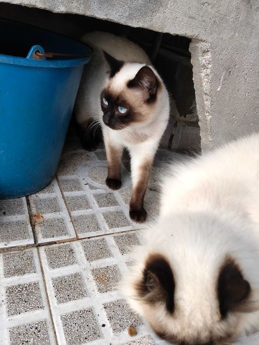 Gatinho siamês com menos de um ano