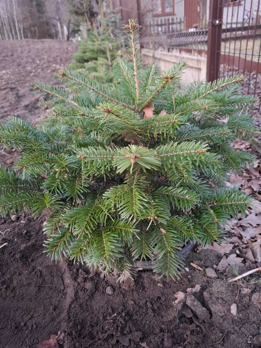 Jodła kaukaska w doniczkach.