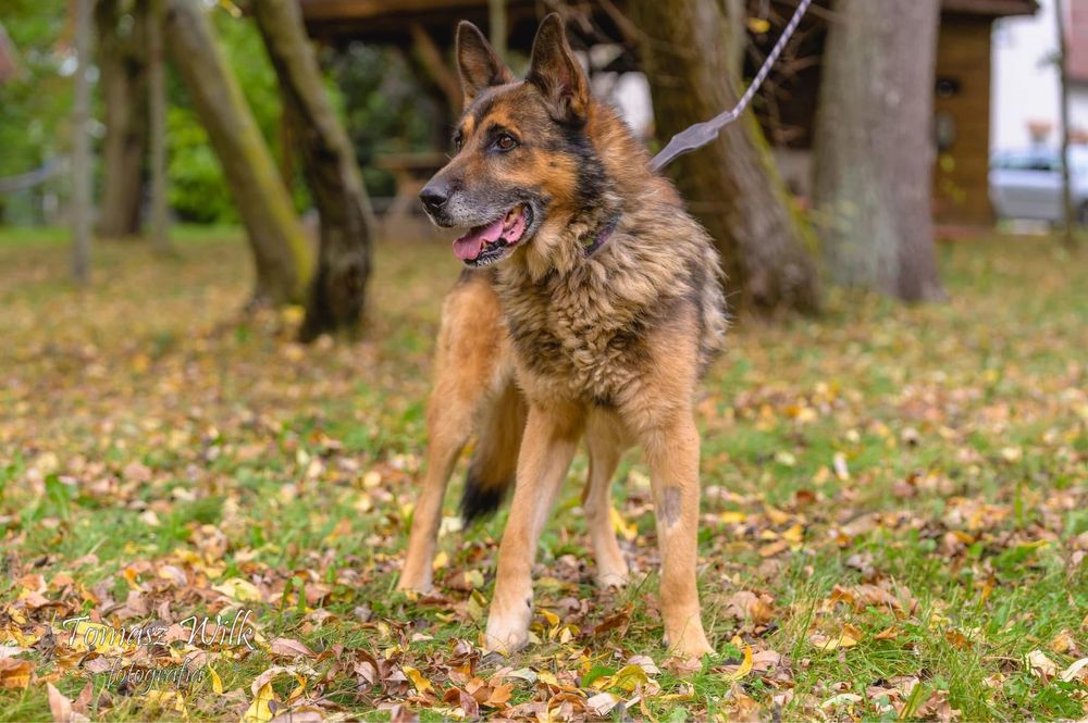 Wesoly Budrys w typie owczarka niemieckiego wypatruje domu !