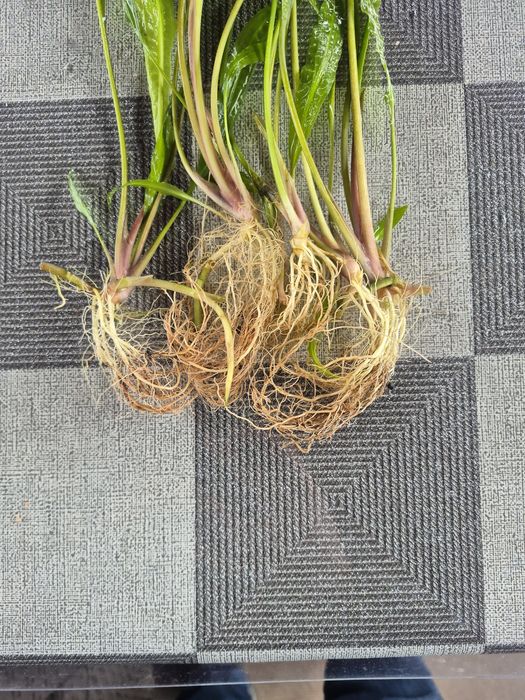 Sprzedam Kryptokorynę