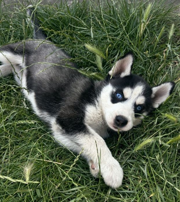 Хаска мальчик 2 мес