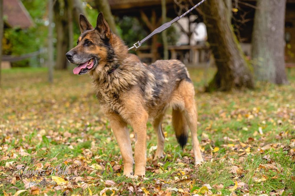 Wesoly Budrys w typie owczarka niemieckiego wypatruje domu !