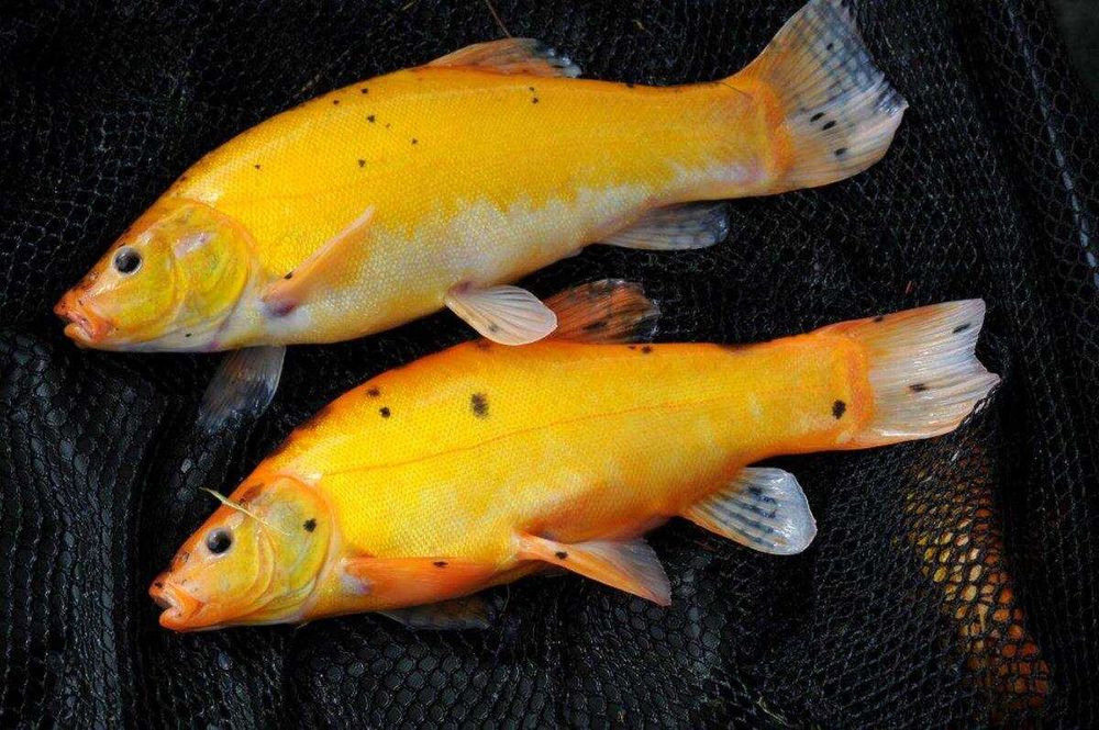 Рибна ферма вирощує золотого лина