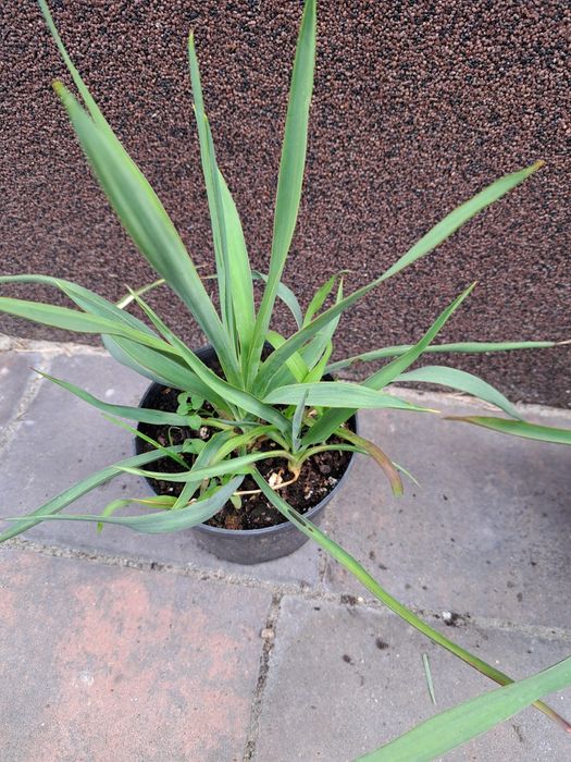 Sprzedam Juki Ogrodowe