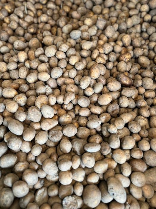 Картопля насіннева (Белла Роса) бульба