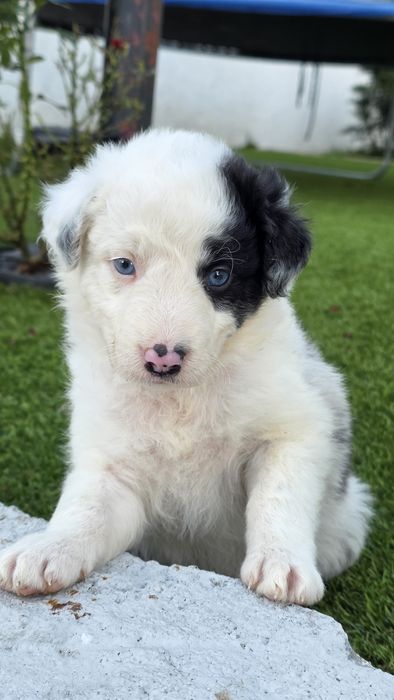Border Collie Blue Merle Fêmea (olhos azuis)