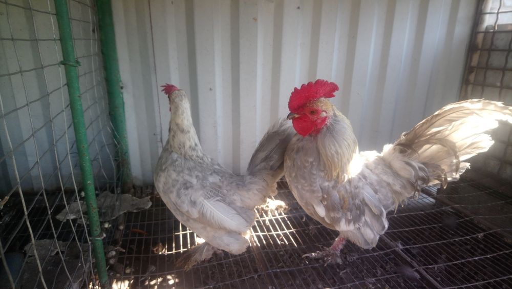 Кури карликові..