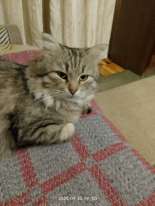 Кот ищет невесту!