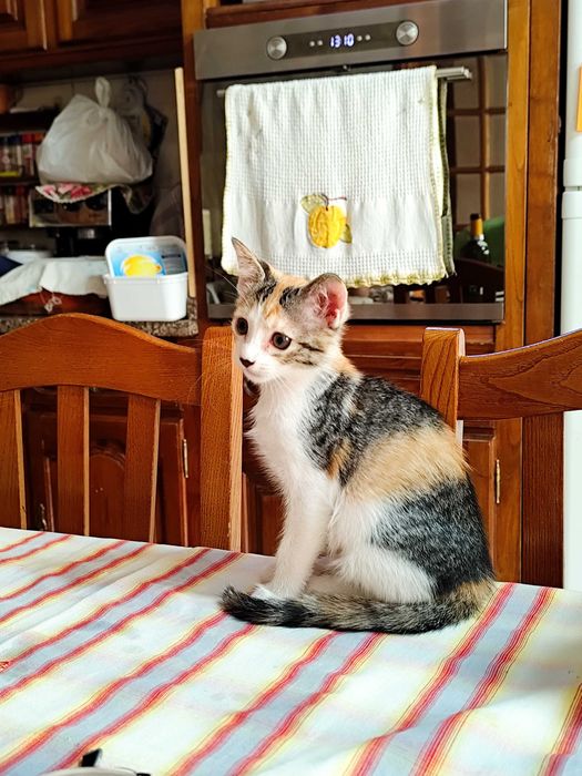 Gata com 3 meses