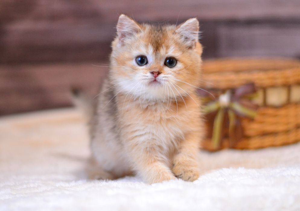 Золотий британський котик