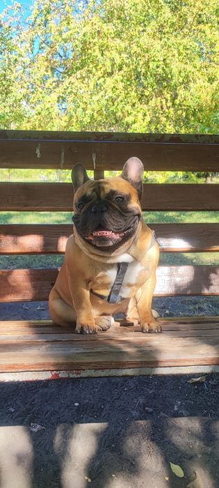 В'язка французького бульдога