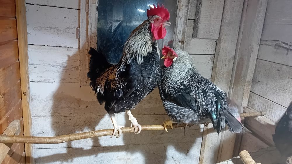 Koguty rajskie kolorowe