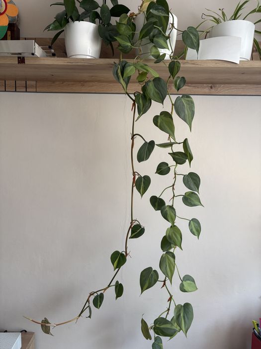 Filodendron Brasil Philodendron brazil