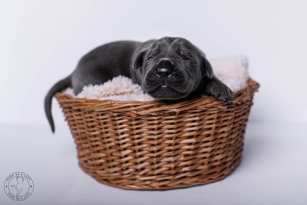 Cane Corso  suczka