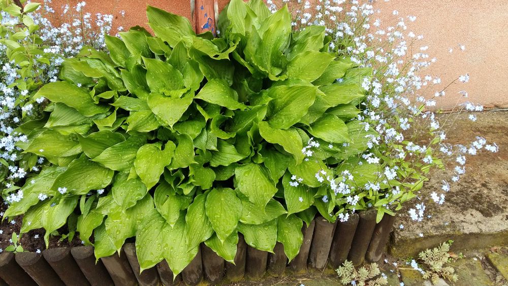 Hosta,funkia roślina ogrodowa cieniolubna,mrozoodporna.Kwiaty.