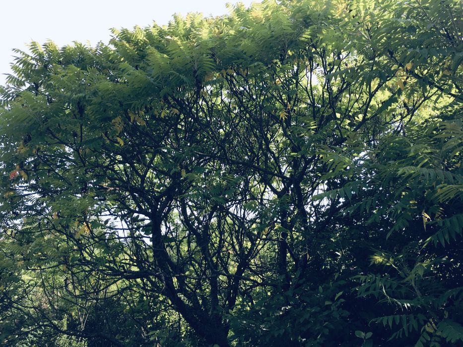 Земельна ділянка в Лісі 18сот. с.Вишнів, 10км.- Луцьк