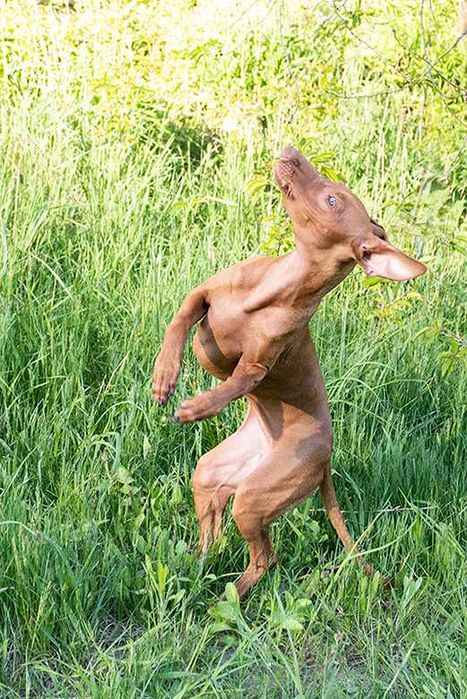 Купити щеня рідкісної породи