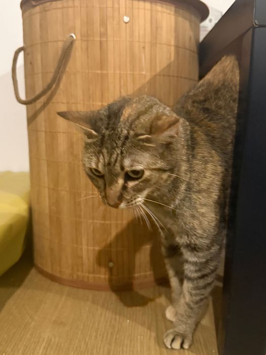 Gata fêmea para adoção responsável