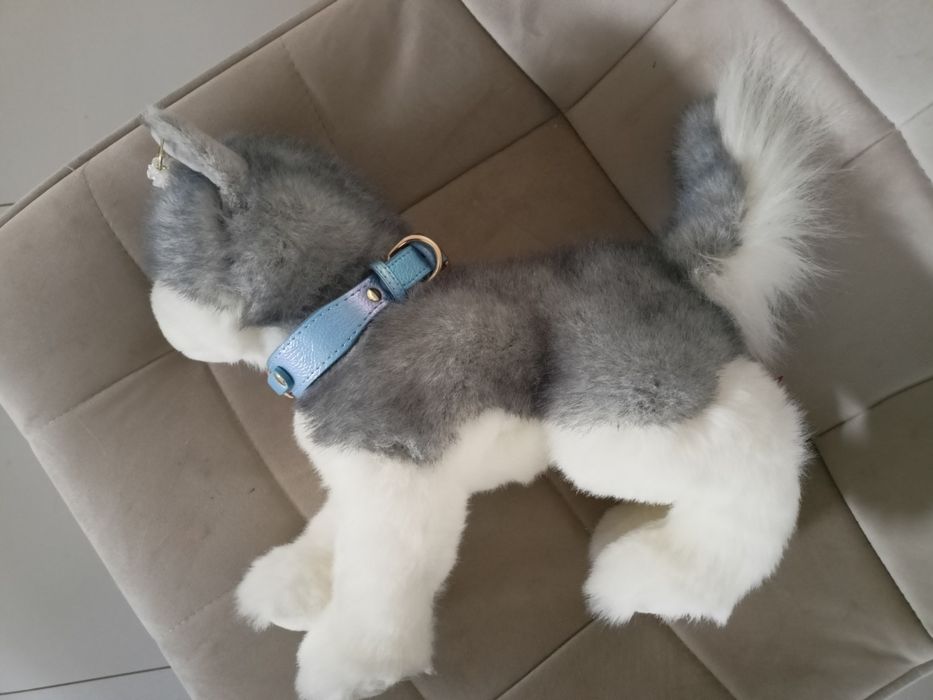 Douglas pluszak Sasha husky wyjątkowy