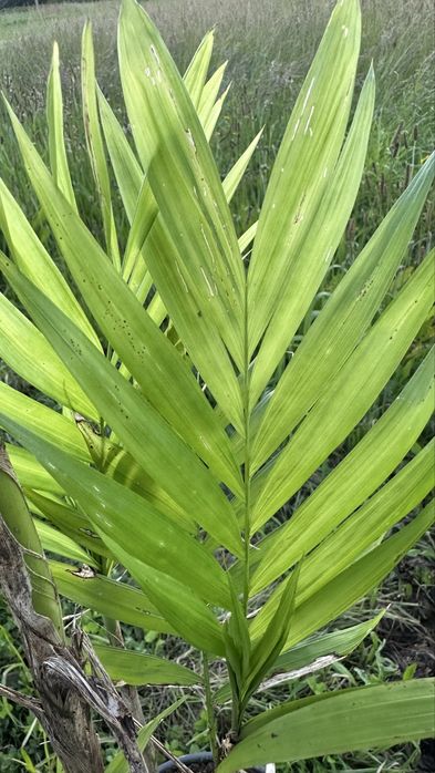 Palmeira Chamaedorea pochutlensis