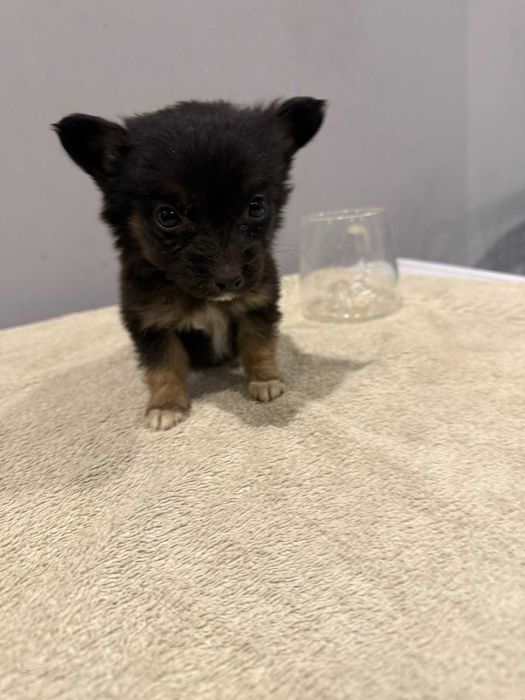 Малюки шукають дім