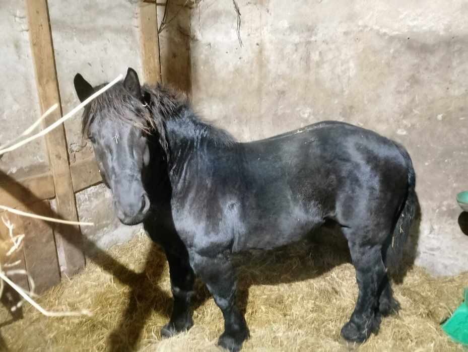 Ogier i dwie Kobyłki