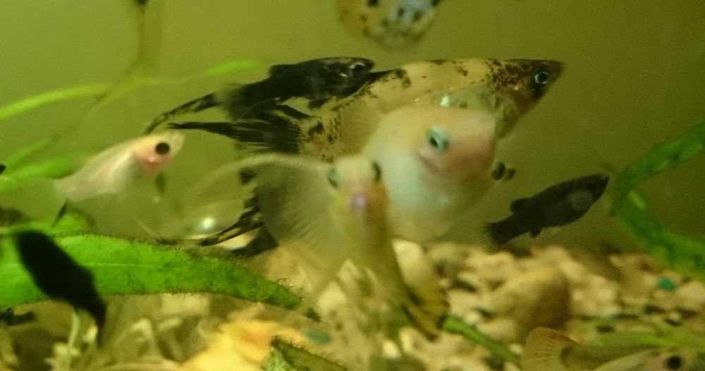 Narybek molinezji ostroustych - 1-2 cm    30 szt za 50 zł