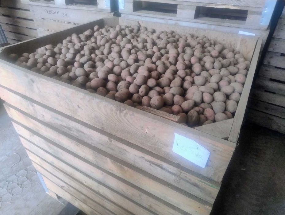 Ziemniaki Red Sonia, Soraya, Bernina kał.35-45 drobne