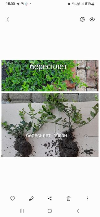 Декоративні кущі.
