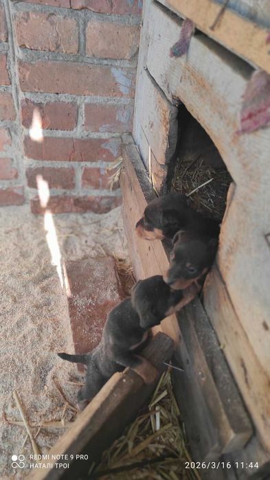 Продам цуценят ягдтер’єра