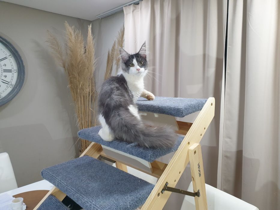 Fêmea maine coon com pedigree