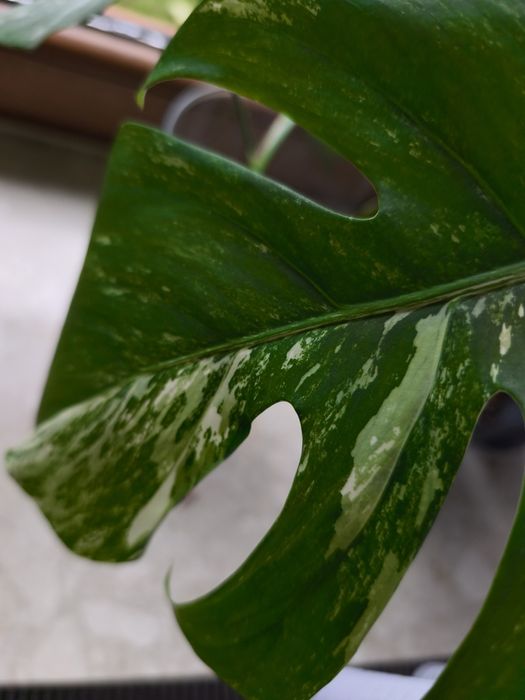 Monstera variegata