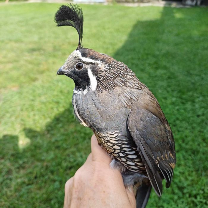 Pary przepiórki kalifornijskie