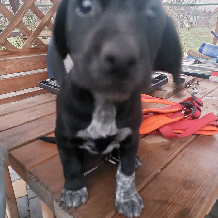 Отдам бесплатно  щенков