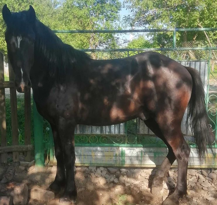 Кінь спокійний ф