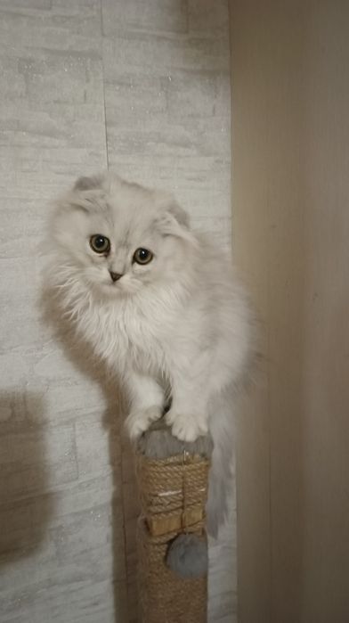 Шотландка длинношерстая мальчик 3мес Скотіш фолдмальчик