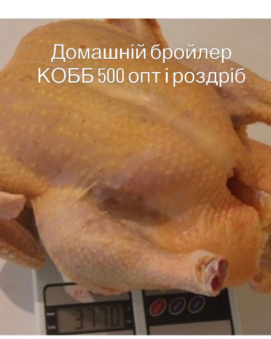 Бройлер КОББ 500