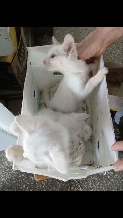 Кошенята підлітки в люблячу родину