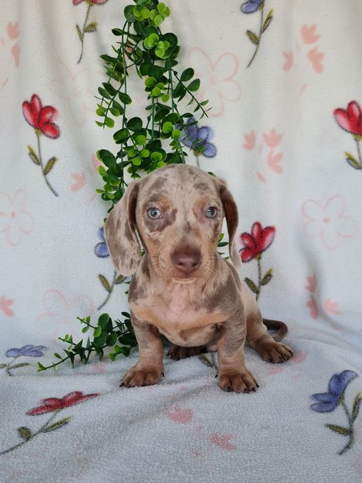 Estupendo menino mini/Kanichen teckel isabella arlequim de Qualidade