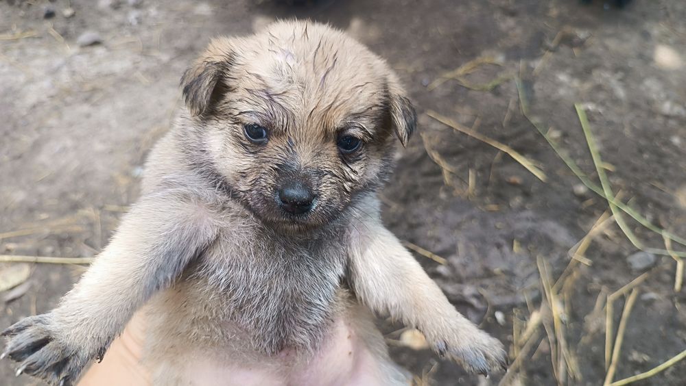 Віддам собаченят