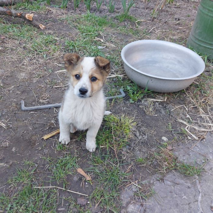 Віддам цуценя хлопчика в хороші руки