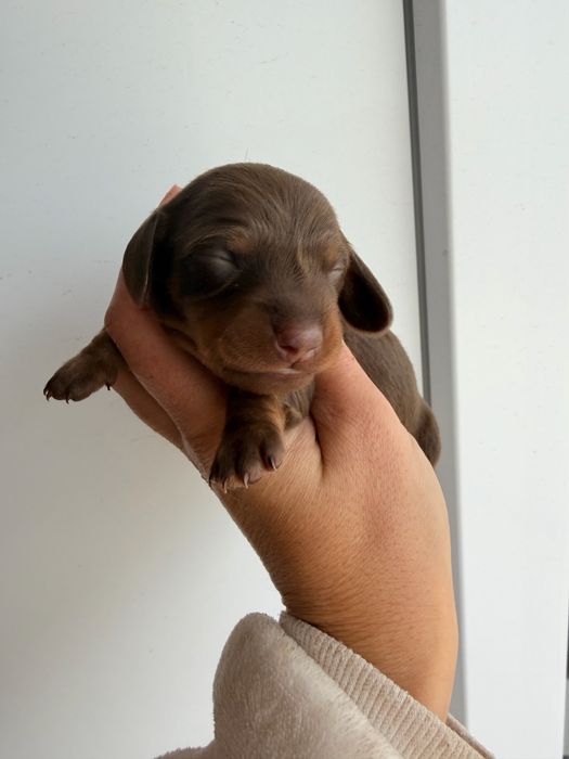 teckel macho chocolate