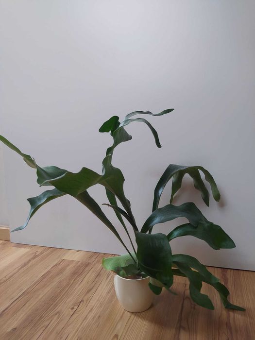 Piękne "łosie rogi"/płaskla (z rodzaju Platycerium), roślina pokojowa